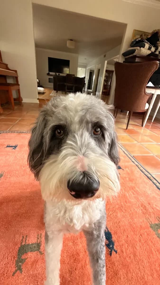 Bandit