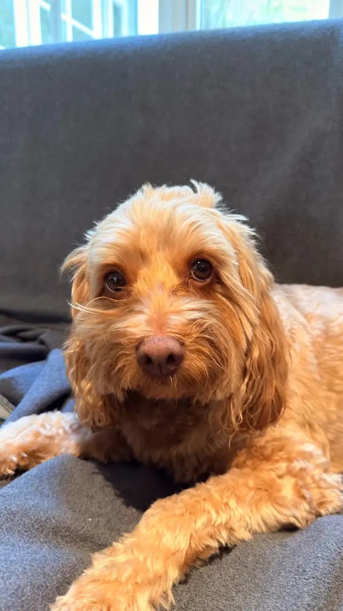 Biscuit