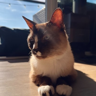 Bonzo