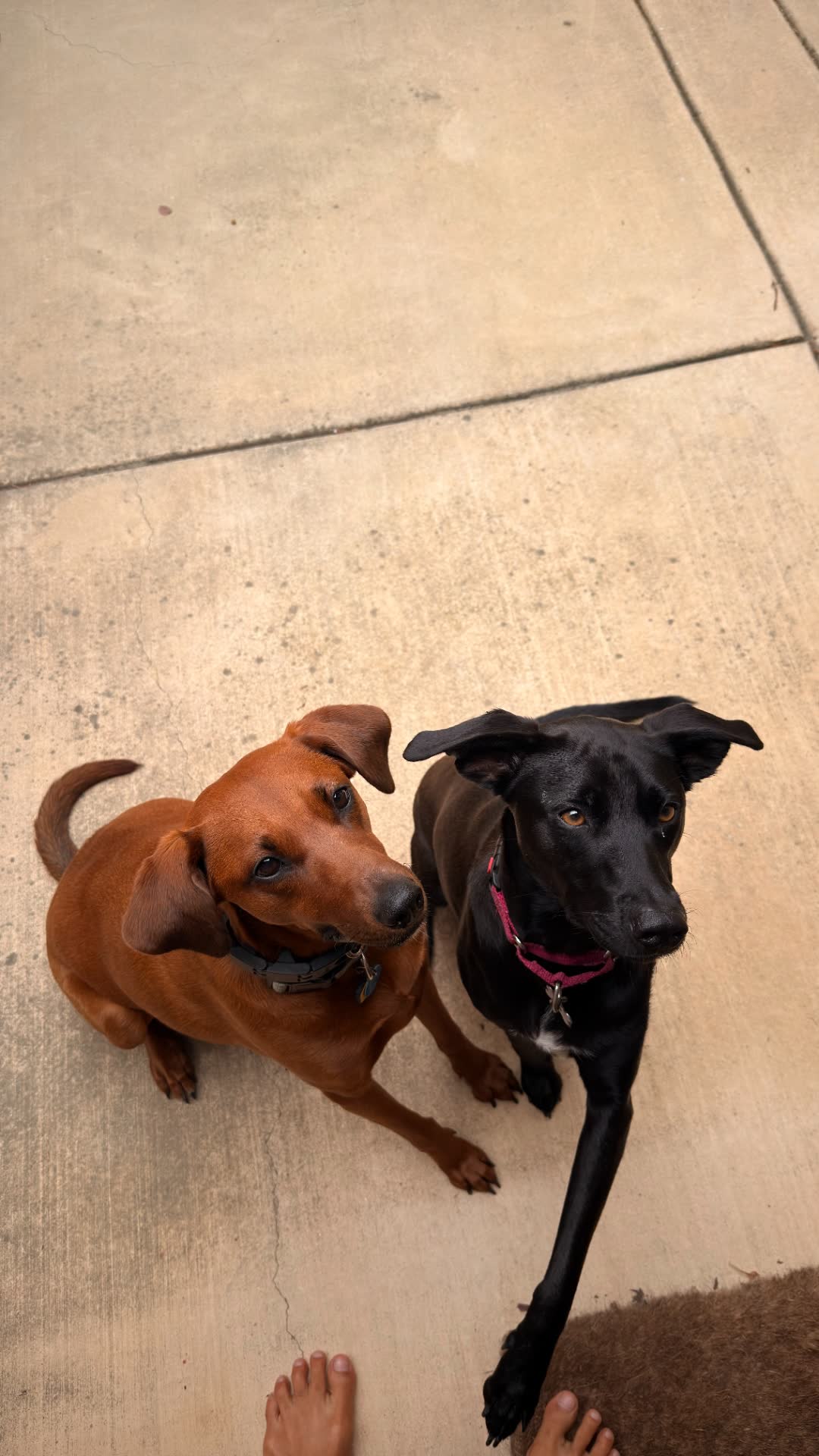 Sadie and Gracie